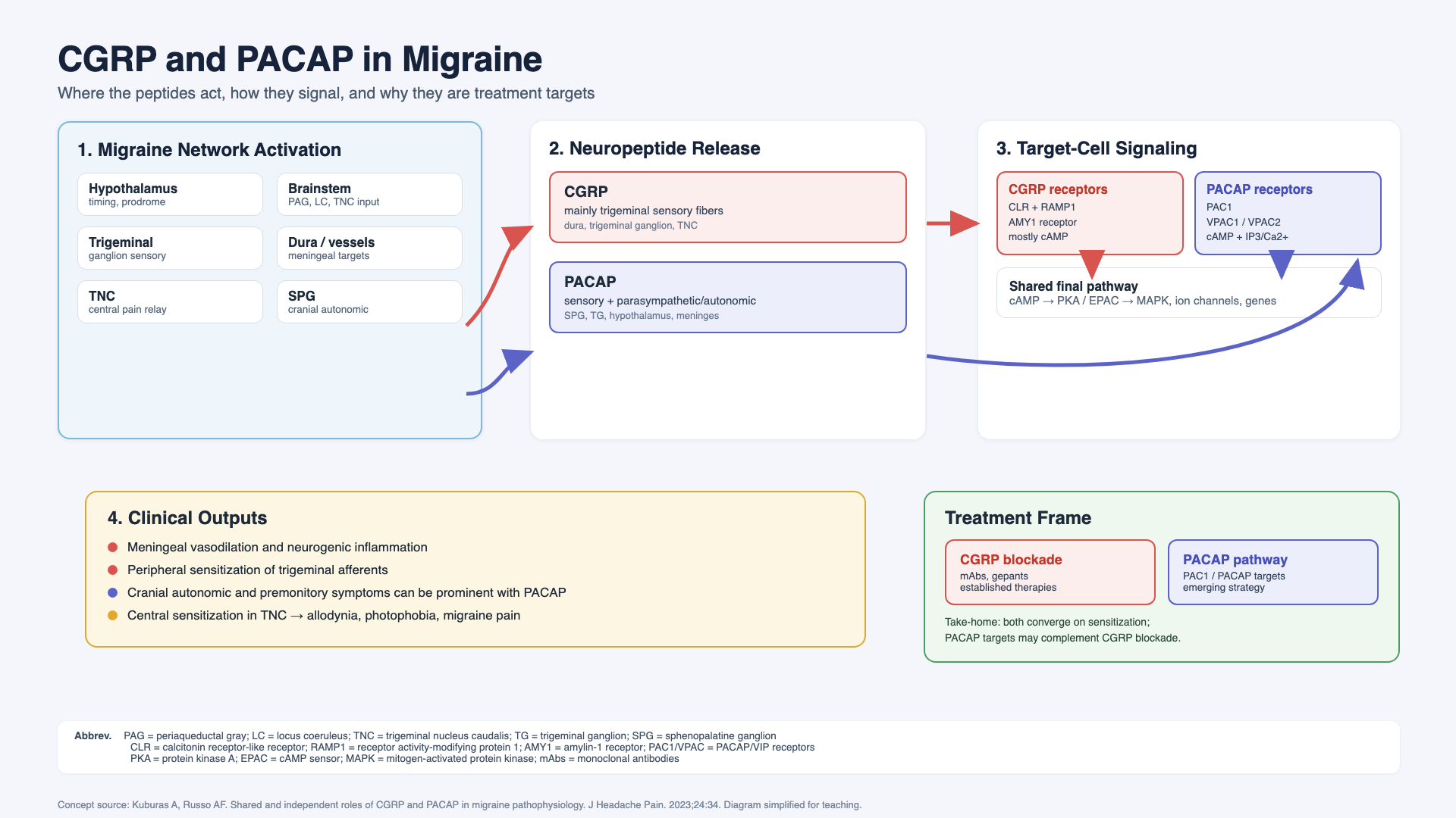 CGRP and PACAP in migraine — parallel pathways from migraine network activation through neuropeptide release to target-cell signaling, converging on shared cAMP-driven sensitization