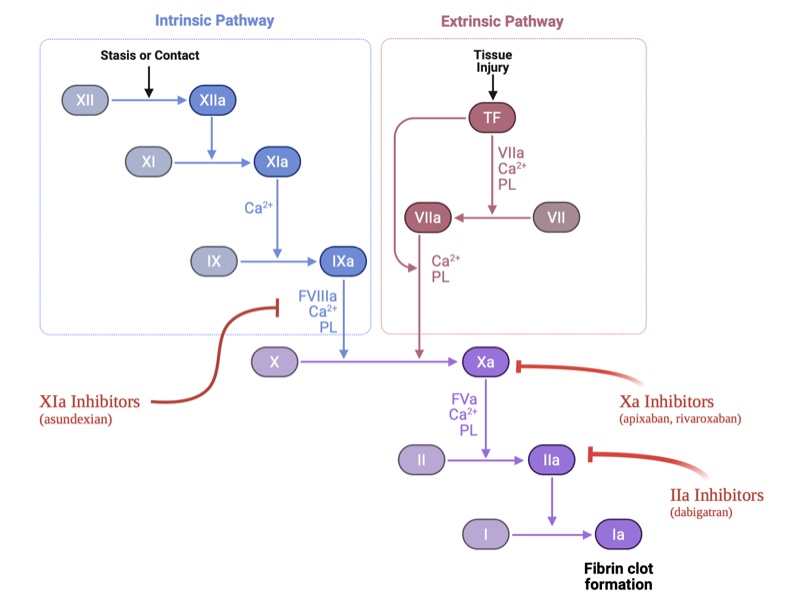 Coagulation cascade showing Factor XIa and Factor Xa inhibitor targets